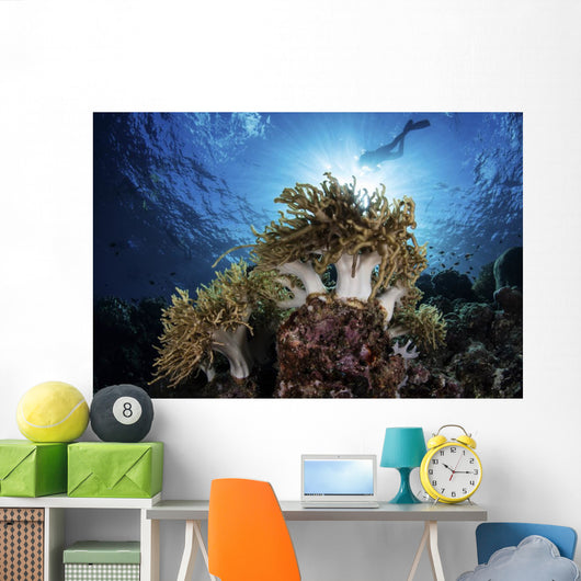 Snorkeler Swims over Reef Light Rays Wall Decal