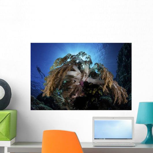 Snorkeler Swims over Reef Wall Decal