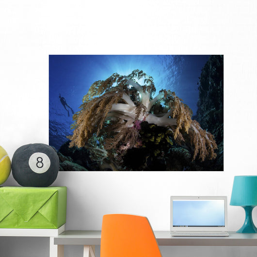 Snorkeler Swims over Reef Wall Decal