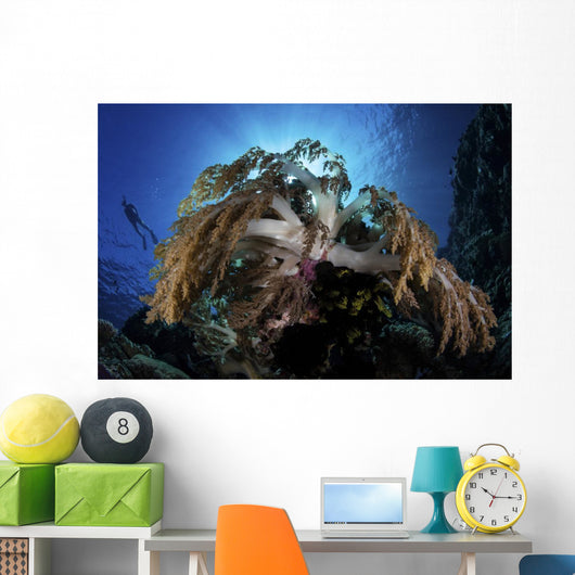 Snorkeler Swims over Reef Wall Decal