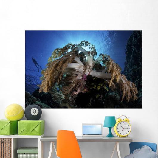 Snorkeler Swims over Reef Wall Decal