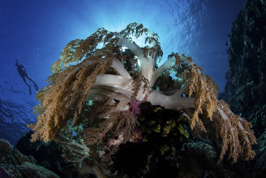 Snorkeler Swims over Reef Wall Decal