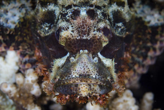 Scorpionfish Waits to Ambush Wall Decal
