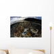 Array Corals and Invertebrates Wall Decal