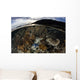 Array Corals and Invertebrates Wall Decal