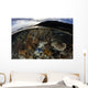 Array Corals and Invertebrates Wall Decal
