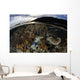 Array Corals and Invertebrates Wall Decal