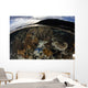 Array Corals and Invertebrates Wall Decal