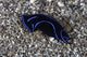 Blue Velvet Head Shield Wall Decal