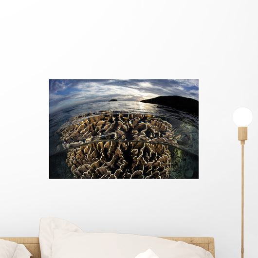 Beautiful Coral Colony Grows Wall Decal