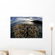 Beautiful Coral Colony Grows Wall Decal