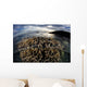 Beautiful Coral Colony Grows Wall Decal