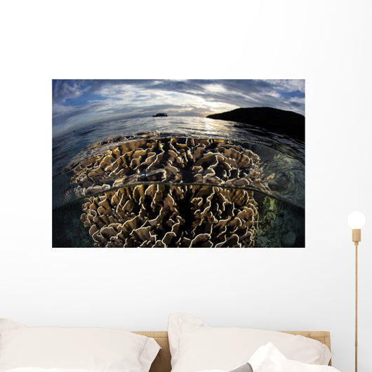 Beautiful Coral Colony Grows Wall Decal