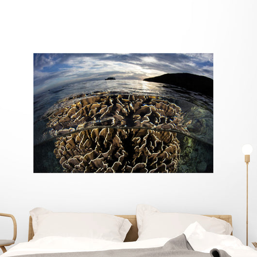 Beautiful Coral Colony Grows Wall Decal