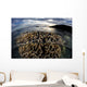 Beautiful Coral Colony Grows Wall Decal