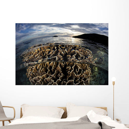 Beautiful Coral Colony Grows Wall Decal