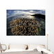 Beautiful Coral Colony Grows Wall Decal