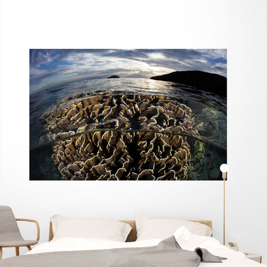 Beautiful Coral Colony Grows Wall Decal