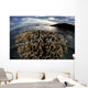 Beautiful Coral Colony Grows Wall Decal