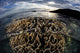 Beautiful Coral Colony Grows Wall Decal