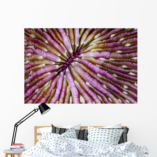Detail Beautiful Mushroom Coral Wall Decal