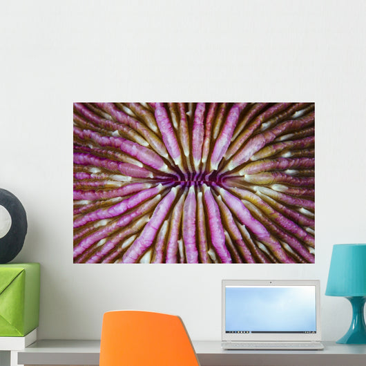 Detail Beautiful Mushroom Coral Horizontal Wall Decal