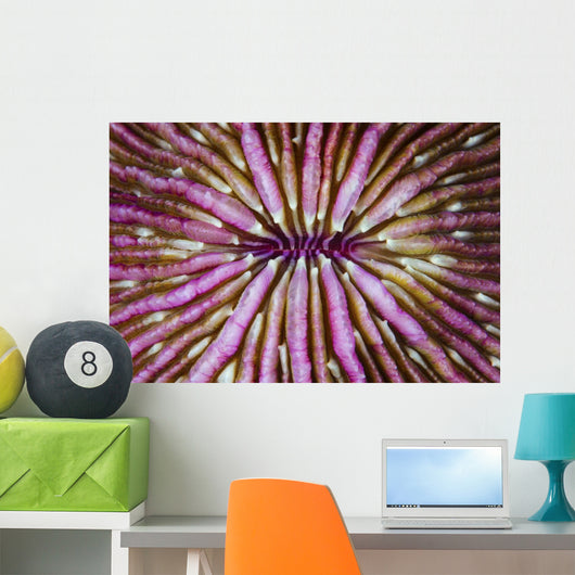 Detail Beautiful Mushroom Coral Horizontal Wall Decal