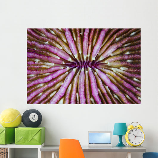 Detail Beautiful Mushroom Coral Horizontal Wall Decal