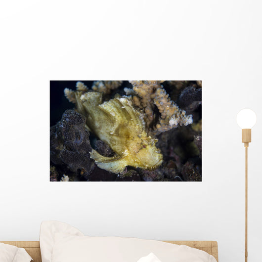 Well-camouflaged Leaf Scorpionfish Waits Horizontal Wall Decal