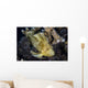 Well-camouflaged Leaf Scorpionfish Waits Horizontal Wall Decal