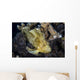 Well-camouflaged Leaf Scorpionfish Waits Horizontal Wall Decal