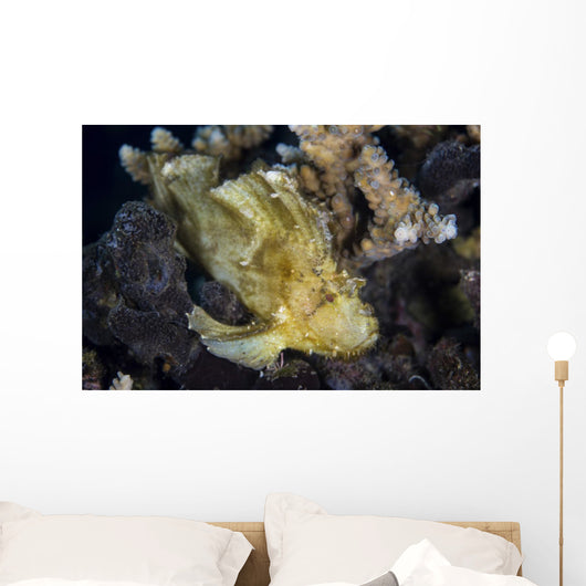 Well-camouflaged Leaf Scorpionfish Waits Horizontal Wall Decal