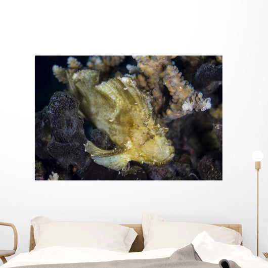 Well-camouflaged Leaf Scorpionfish Waits Horizontal Wall Decal