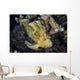 Well-camouflaged Leaf Scorpionfish Waits Horizontal Wall Decal