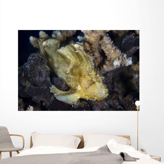 Well-camouflaged Leaf Scorpionfish Waits Horizontal Wall Decal