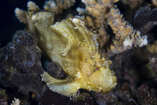 Well-camouflaged Leaf Scorpionfish Waits Horizontal Wall Decal