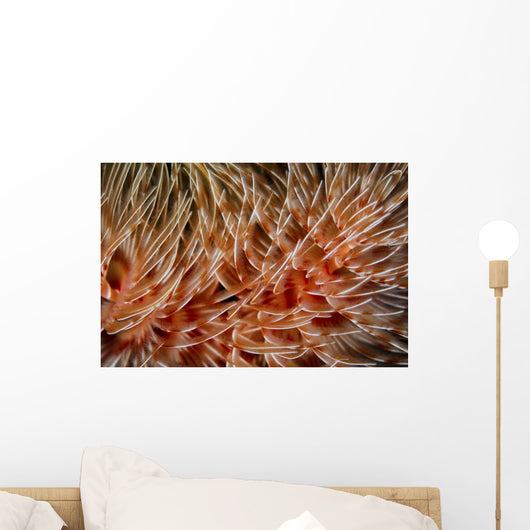 Detail Delicate Tentacles Feather Wall Decal