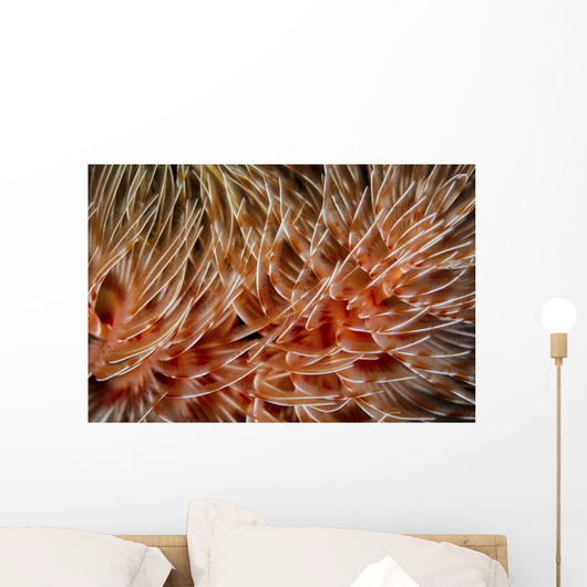 Detail Delicate Tentacles Feather Wall Decal