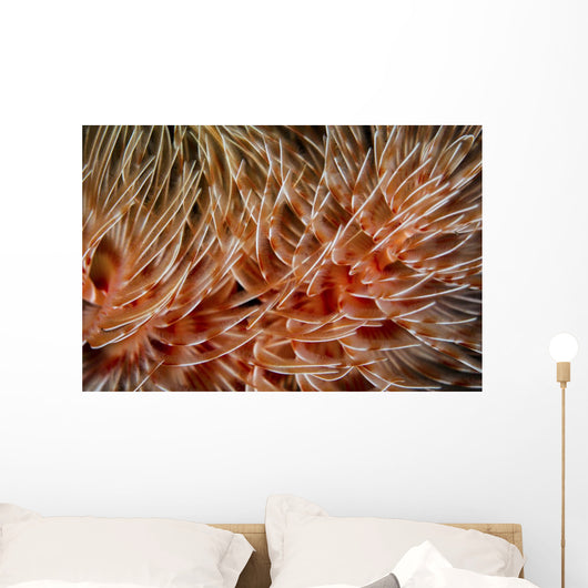 Detail Delicate Tentacles Feather Wall Decal