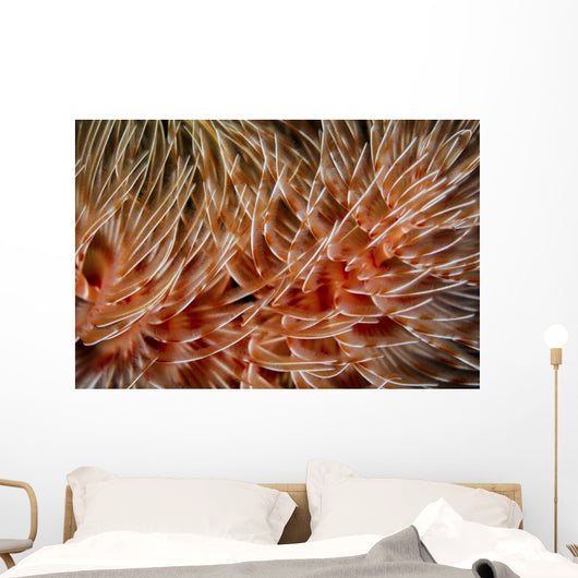 Detail Delicate Tentacles Feather Wall Decal