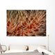 Detail Delicate Tentacles Feather Wall Decal
