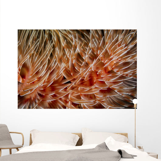 Detail Delicate Tentacles Feather Wall Decal