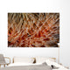 Detail Delicate Tentacles Feather Wall Decal