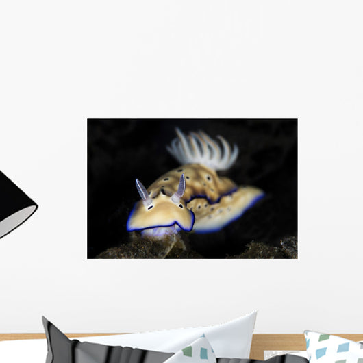 Hypselodoris Tryoni Nudibranch Crawls Wall Decal