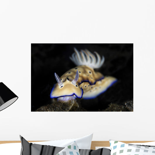 Hypselodoris Tryoni Nudibranch Crawls Wall Decal
