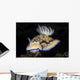 Hypselodoris Tryoni Nudibranch Crawls Wall Decal