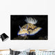Hypselodoris Tryoni Nudibranch Crawls Wall Decal