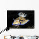 Hypselodoris Tryoni Nudibranch Crawls Wall Decal