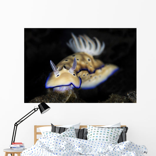 Hypselodoris Tryoni Nudibranch Crawls Wall Decal