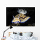 Hypselodoris Tryoni Nudibranch Crawls Wall Decal